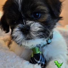Green Collar- Gatsby - Black and white male Shichon puppy in Upland, California from IDREAMOFPUPPIES