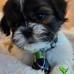 Green Collar- Gatsby - Black and white male Shichon puppy in Upland, California from IDREAMOFPUPPIES