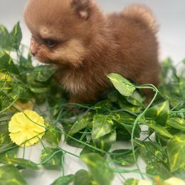 Acorn - Chocolate and tan male Pomeranian puppy in Brentwood, California from Royalpawpoms
