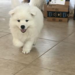 American Eskimo Dog Puppies from California American Eskimo
