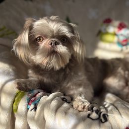 AKC   Cooper - Shih Tzu