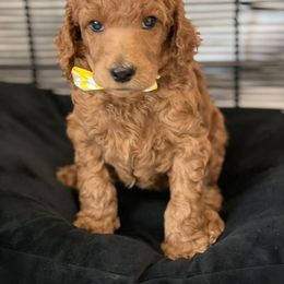 Bucky - Red  male Poodle puppy in Sheridan, California from Renegade Standard Poodles