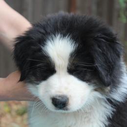 Boy 2 - Black tri-color male Australian Shepherd puppy in Colfax, California from Haulin Aussies
