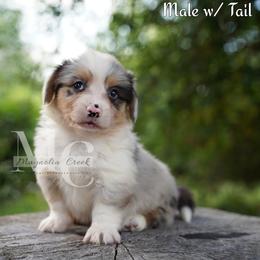 Tweed (Merle Fluff w Tail) - Blue merle and white male American Corgi puppy in Straughn, Alabama from Magnolia Creek Corgis