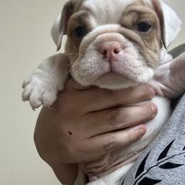 Boy 2 - Chocolate tri-color male Bulldog puppy in Rome, Georgia from English Bulldogs of the Seven Hills
