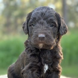 Istanbul - Chocolate Goldendoodle puppy in Colorado Springs, Colorado from Shining Star Doodles