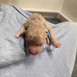 Grace - Apricot female Goldendoodle puppy in Summerfield, North Carolina from Lila's Teddybear Goldendoodles
