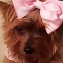 Yorkshire Terriers from New Yorkie City