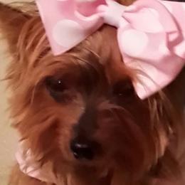 Yorkshire Terriers from New Yorkie City