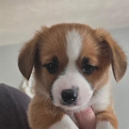 Pembroke Welsh Corgi Puppies from Desilu Corgis