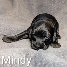 Mindy - Black and white female Cockapoo puppy in Sunset, Louisiana from Cano Cockapoos