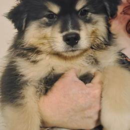 Tot - Black male Finnish Lapphund puppy in Dunedin, Florida from Seahaven Finnish Lapphunds