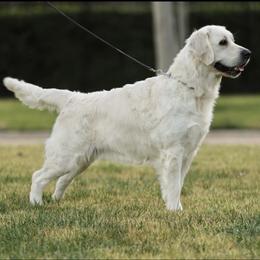 Star - Golden Retriever