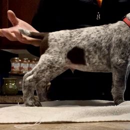 German Shorthaired Pointer Puppies from Dem Feuerhaus Gun Dogs