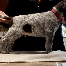 German Shorthaired Pointer Puppies from Dem Feuerhaus Gun Dogs