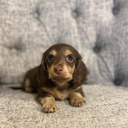 Bennie - Chocolate and cream male Dachshund puppy in Fort Gibson, Oklahoma from Cooper’s Dachshunds