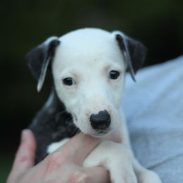 Whippet Puppies from Wildbriar Whippets
