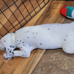 Dalmatian Puppies from Rock Creek Dalmatians
