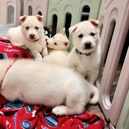 Maltese and Siberian Husky Puppies from Nyx’s Pack