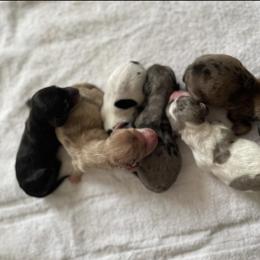 Dachshund Puppies from L & J Kennel