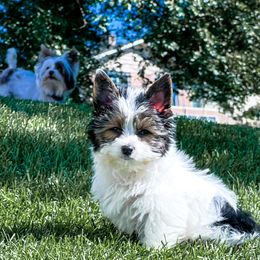 Boy 2 - Parti Yorkshire Terrier puppy in Yakima, Washington from Devine Yorkies