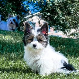 Boy 2 - Parti Yorkshire Terrier puppy in Yakima, Washington from Devine Yorkies