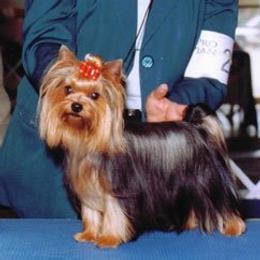 Willie - Yorkshire Terrier