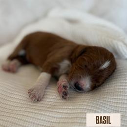 BASIL - Parti male Goldendoodle puppy in Independence, Oregon from ANKENY DOODLES