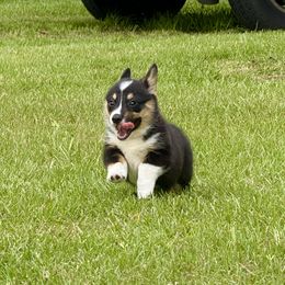 Pembroke Welsh Corgi Puppies from Synergy Stables, Inc.