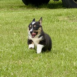 Pembroke Welsh Corgi Puppies from Synergy Stables, Inc.