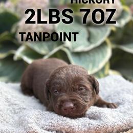 Hickory - Chocolate male Dilute Retriever puppy in Puyallup, Washington from 12 Door Farm Labradors