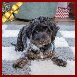 Juan - Merle male Cockapoo puppy in Connersville, Indiana from Deaz Doodle Ranch