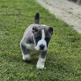 Dozer - Gray male Central Asian Shepherd Dog puppy in Bella Vista, Arkansas from NWA Cane Corsos