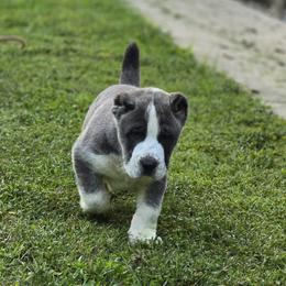 Dozer - Gray male Central Asian Shepherd Dog puppy in Bella Vista, Arkansas from NWA Cane Corsos