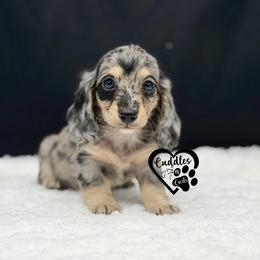 Baylor - Dapple male Dachshund puppy in Nashville, Arkansas from Cuddles n Curls