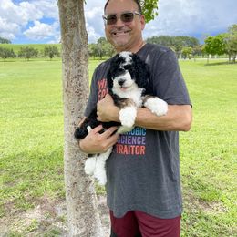 Aussiedoodle, Bernedoodle, Double Doodle, and Goldendoodle Puppies from Dandy Doodle Ranch