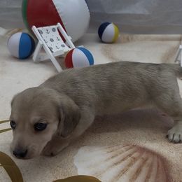 Cream Dapple Smooth Male - Cream male Dachshund puppy in Killeen, Texas from Southern Dachshunds
