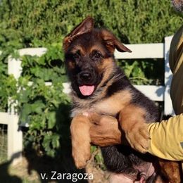 Boy 4 - Black and red male German Shepherd puppy in Stockton, California from Zaragoza German Shepherds