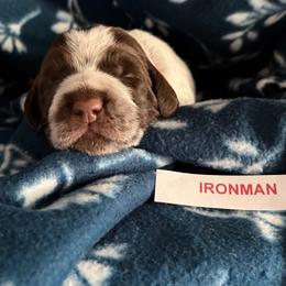 Ironman - Chestnut and gray male Wirehaired Pointing Griffon puppy in Grangeville, Idaho from Happy Hollow Griffons