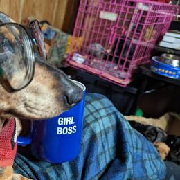 Dachshund Puppies from Valhallah Farms