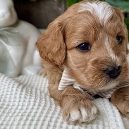 Cavapoochons from Apricot Lane Puppy