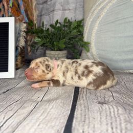 CHICK - Red merle female Miniature Australian Shepherd puppy in Peoria, Arizona from B My Sunshines Mini Aussies