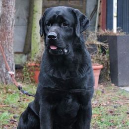 Kenzo - Labrador Retriever