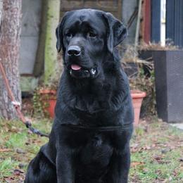 Kenzo - Labrador Retriever