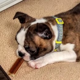 Boston Terrier Puppies from Bagosy's Boston Terriers 6