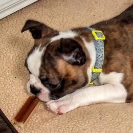 Boston Terrier Puppies from Bagosy's Boston Terriers 6
