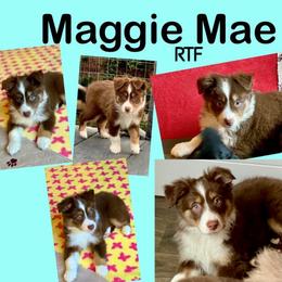 Maggie Mae - Red tri-color female Australian Shepherd puppy in Mid West, Illinois from Water's Edge Aussies