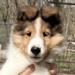 Shetland Sheepdog puppies from Balyntine’s Shetland Sheepdogs