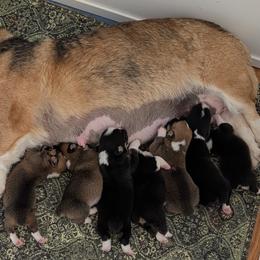 Pembroke Welsh Corgi puppies from Tammy Gorham Corgis