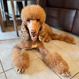 Ruby Ruth - Red  female Poodle puppy in Houston, Texas from Golden Life Doodles